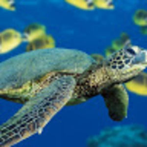 Meet your Posher, Gretchen